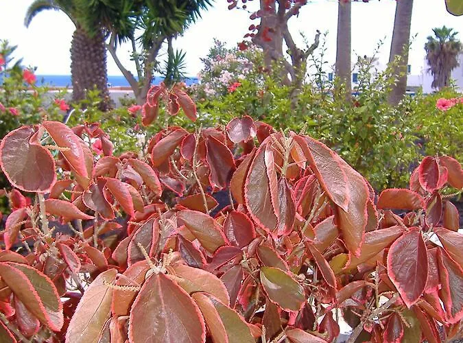 Apartament Atalaya Vista Mar Puerto del Carmen (Lanzarote)