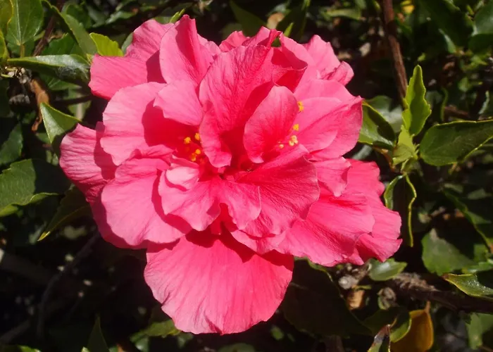 Apartament Atalaya Vista Mar *